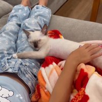 女の子の足に頭を置いてくつろぐ子猫