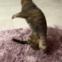 体をひねって飛ぶ猫