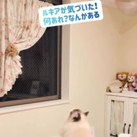 キャットウォークを見上げている猫