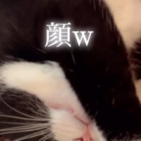 呆然とする猫