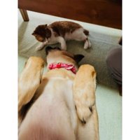 猫と犬