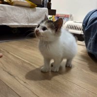 立っている子猫
