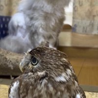 周りを見渡すフクロウ