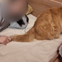 布団の上で人間に甘える猫
