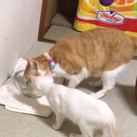 茶白の給水を見る白猫