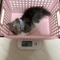 かごの中で横になる子猫