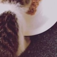 ごはんを食べる子猫