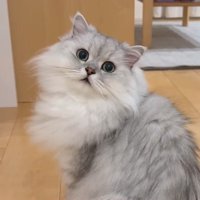 モルンくんのアップ