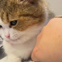 お腹の下を触られて口元が動く猫
