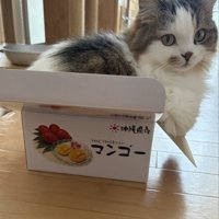 ダンボール箱の中に入る猫