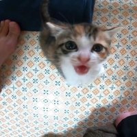 口を開けて鳴くキジ白猫
