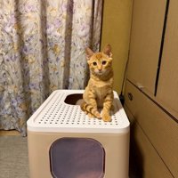 猫トイレに乗る子猫