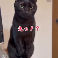 あくびを止めた猫を見て動揺したように声をあげる飼い主