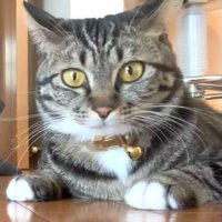 こちらを見る猫