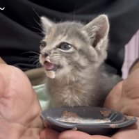 くしゃみする寸前の猫の写真