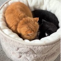 ひとつのベッドに入る2匹の猫