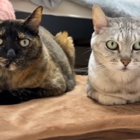 香箱座りする2匹の猫