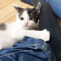 人間の足と白黒猫1匹