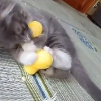 おもちゃで遊ぶ猫