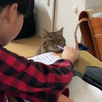 宿題をしている男の子と鉛筆に鼻をあてる猫