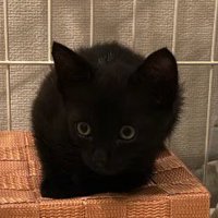 真っ黒な毛の子猫