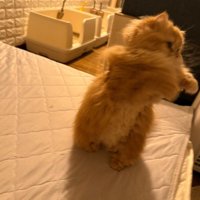 立ち上がり手を動かす猫