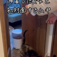 ドアを開ける女性とドアから出てくる猫