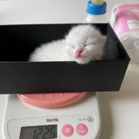 箱の中にいる目が開いていない子猫
