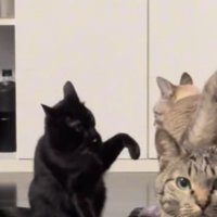室内にいる猫たち