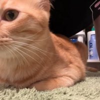 カメラを見る猫