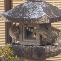 灯籠の周りを何度も回る2頭の猫