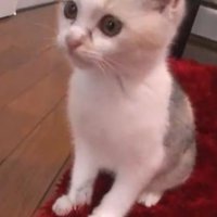 タオルとともに止まるネコ吉ちゃん2