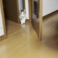 ドアから出てくる猫の写真1