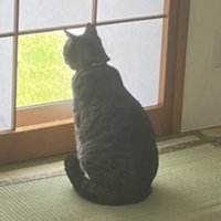 和紙が取り除かれた障子の枠から外を眺める猫