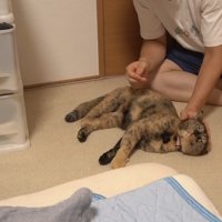 なでなで
