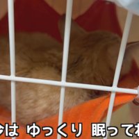 ハンモックで寝る子猫