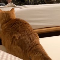 猫ちゃんの後ろ姿