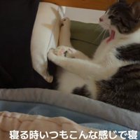 ベッドであくびをする猫