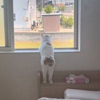 窓の外を眺める猫の後ろ姿2