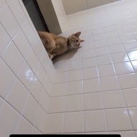 前のめりになって窓から降りようとする猫