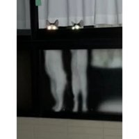 窓際にいる猫