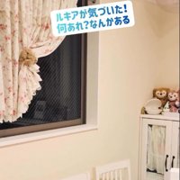 キャットウォークを見上げている猫