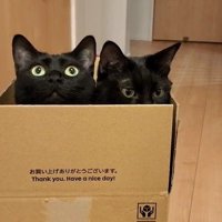 段ボールの中から顔を出す2匹の黒猫