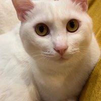 カメラ目線の猫の顔