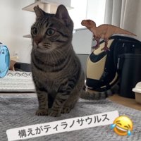 両前足を揃えてお座りをしながら画面左奥を見つめる猫