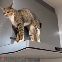 視線を寄越す猫