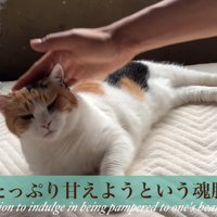 ご満悦な猫
