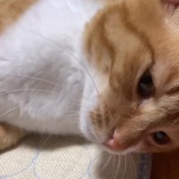 うっとりとした表情になる猫