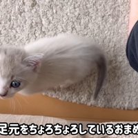 見上げる猫