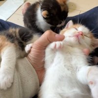子猫集合